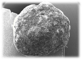 Düngerkorn mit biobasierter Beschichtung (REM-Bild)